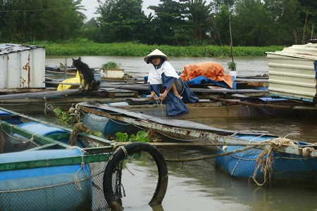 Những người dân đang chằng chống, gia cố lồng bè.