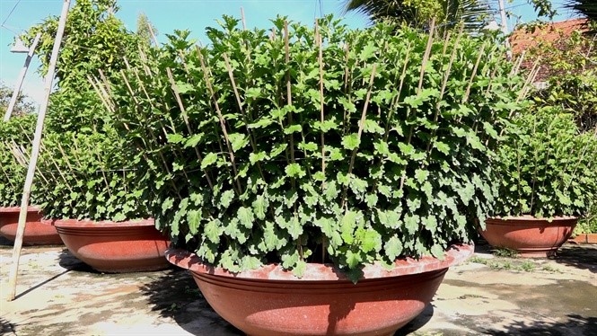 Hiện vườn cúc pha lê của ông có khoàng 370 chậu lớn nhỏ, đầy đủ kích cỡ