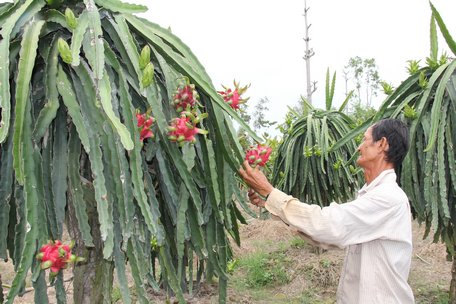 Cơ cấu lại ngành nông nghiệp là một trong những nhiệm vụ trọng tâm trong cơ cấu lại ngành kinh tế của tỉnh.