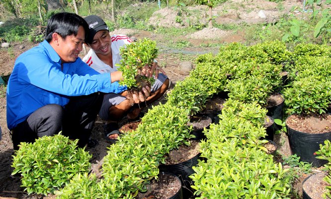 Năm 2017, Đoàn các cấp đã tư vấn, hướng nghiệp cho trên 16.000 thanh niên. Trong ảnh: Đoàn viên thanh niên sáng tạo, vươn lên tham gia phát triển kinh tế với nhiều mô hình hiệu quả 