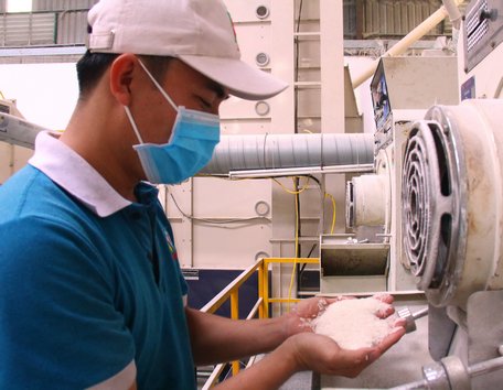  Với việc đổi mới công nghệ, Phước Thành IV đã “nâng cấp” hạt gạo lên tầm cao mới. 