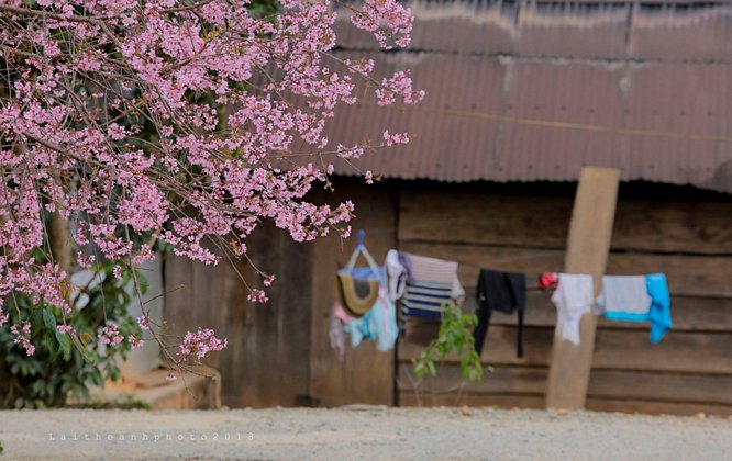 Với người Đà Lạt, mai anh đào là mùa hoa đẹp nhất của thành phố. Từ cuối đông, cây rụng hết lá, chìa ra những cành khẳng khiu rồi bất ngờ đơm bông, nở hoa rực rỡ khi mùa xuân về. Ảnh: Lại Thế Anh.