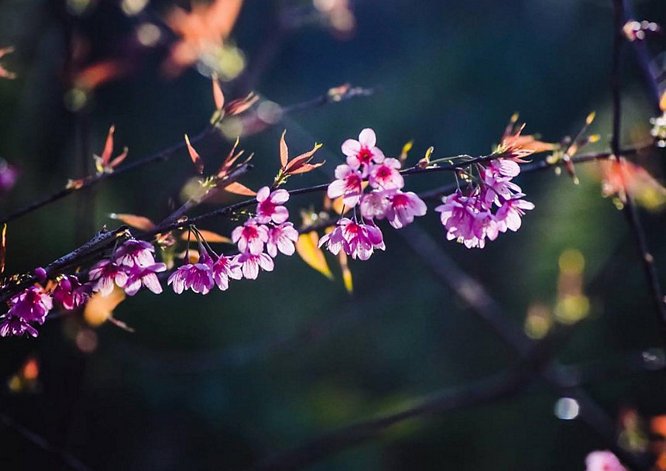 Mỗi thời khắc trong ngày, mai anh đào lại mang một vẻ đẹp khác nhau. Khi nắng sớm vừa lên, sương mai còn đọng lại trên những cánh hoa, mai anh đào lại mang một vẻ đẹp mỏng manh, đầy huyền bí. Khi nắng lên cao, những cánh hoa lại trở về với màu sắc thật của mình với màu hồng phấn, phất phơ trong gió. Ảnh: Vũ Vương Việt.