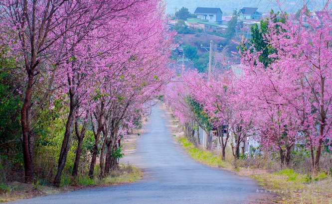 Những người dân bản xứ cho biết, năm nay mai anh đào sẽ nở rộ đến khoảng đầu tháng 2. Ngoài những con đường trong trung tâm thành phố Đà Lạt, du khách có thể chạy ra vùng ngoại ô để có thể thoả sức ngắm nhìn những gốc đào cổ thụ đang nở hoa rực rỡ. Ảnh: Lại Thế Anh.