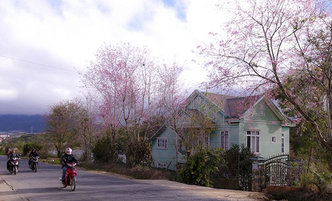  Theo lời kể của những người dân nơi đây, loài hoa này được ông Nguyễn Thái Hiến lúc sinh thời phát hiện.