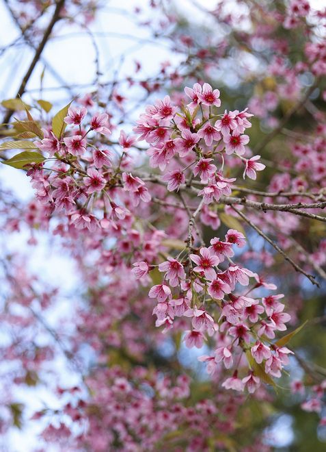 Cho đến khi đất trời chuyển mùa, mai anh đào “bừng tỉnh” nở hoa báo hiệu xuân về.