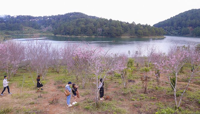 Ngày hội hoa mai anh đào Đà Lạt sẽ được khai mạc tại Khu nghỉ dưỡng Sam Tuyền Lâm vào ngày 27/1/2018.