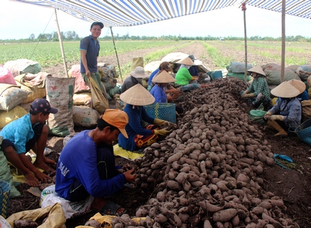 Đưa cây màu xuống ruộng đã góp phần tạo việc làm, tăng thu nhập và giảm nghèo cho nông hộ.
