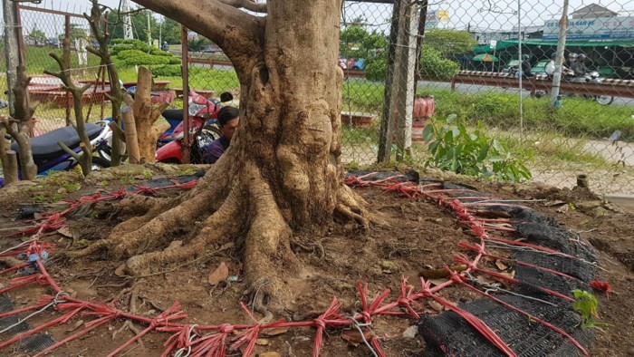 Gốc mai khá to