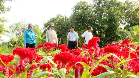 Nông dân trồng hoa phấn khởi vì sản phẩm được mua đúng giá mà không phải bỏ công đi bán. Ảnh: TẤN PHÁT