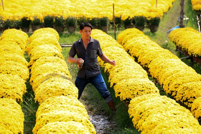 Ngoài các đơn đặt hàng, vẫn còn một số thương lái đến thời điểm này mới bắt đầu đến mua hoa.