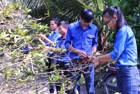 Sinh viên phụ người dân làm cỏ, tỉa lá mai đón tết.