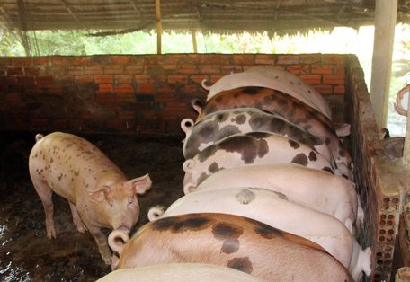 Giá heo hơi đang nhích lên so với tháng trước.