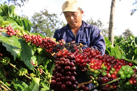 Mặt hàng nông sản Việt được nhiều nước ưa chuộng, nhưng việc quảng bá còn chưa xứng tầm. Ảnh: PV