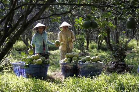  Nông dân vui vì bưởi tết bán được giá cao.