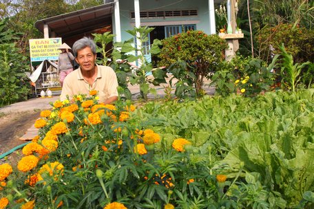 Khoảng sân nhà chú Nguyễn Văn Rang đầy ắp luống cải xanh mướt với hàng bông vạn thọ rực rỡ.