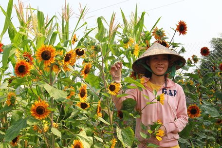 Cô con gái út của chú Bảy Hải bên những cây hướng dương lai với màu sắc lạ mắt.