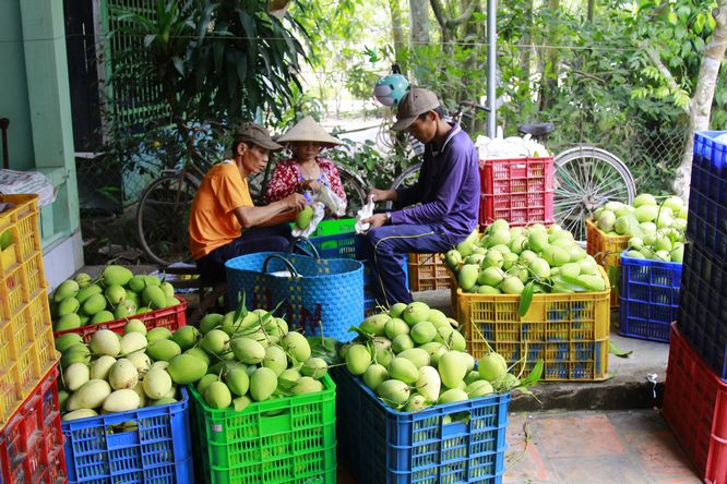 Sau khi đến điểm tập kết, xoài được lột bao ra để cho thương lái lựa.