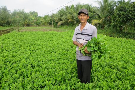  Ông Ngọc vui vẻ khoe rau cải trời cho thu nhập cao.