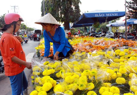  Một số mai bị hãm quá không bung nổi.