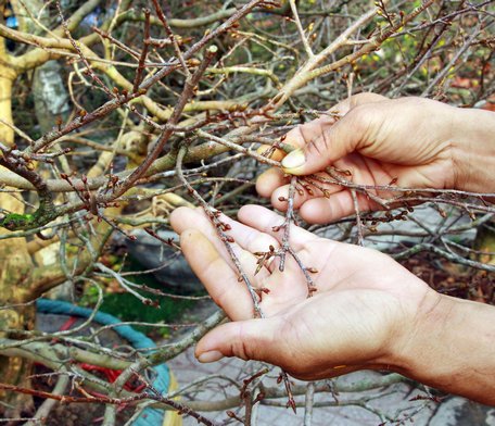 Một số mai bị hãm quá không bung nổi.