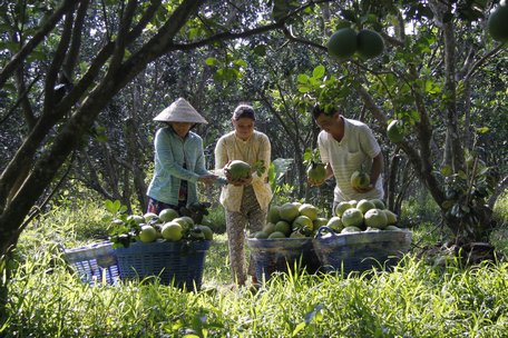 Anh Nguyễn Văn Em nói về quy trình sản xuất bưởi an toàn và hiệu quả.