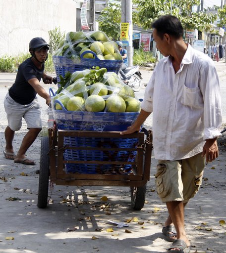 Bưởi ít nên thu gom bằng xe kéo về vựa.