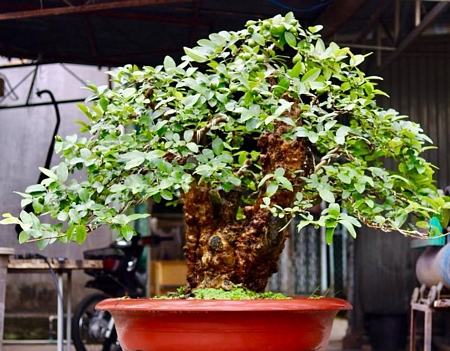 Gốc ổi Đình Toàn hồi mới mua về (ảnh trên) có mấy triệu bạc, giờ là tác phẩm bonsai có giá hàng trăm triệu đồng (ảnh dưới).