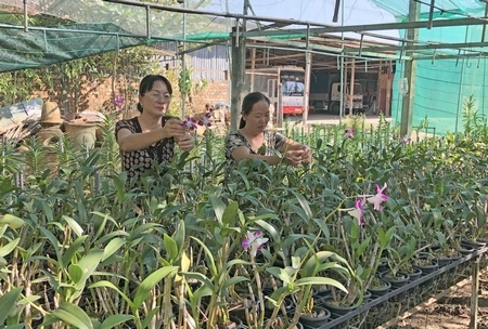 Mô hình trồng lan cắt cành do Hội LHPN tỉnh hỗ trợ đã được hội viên áp dụng hiệu quả.