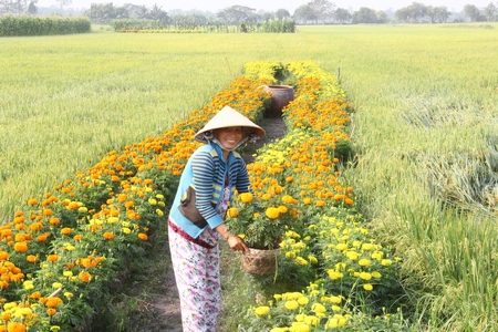 Hoa chen cánh đồng lúa xã Đông Thạnh.