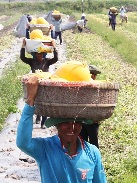 Trên cánh đồng dưa hấu vàng đang thu hoạch.