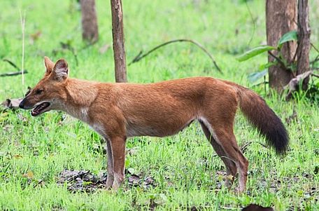 Một cá thể loài sói đỏ.