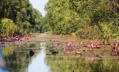 Những con kinh giữa rừng tràm đưa khách tham quan thêm gần gũi với thiên nhiên.