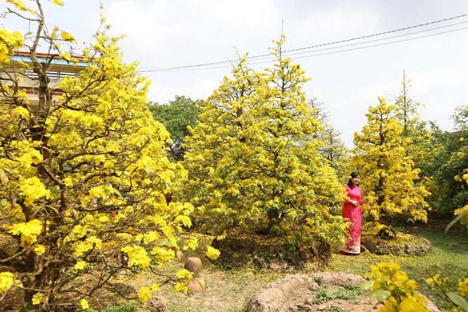 Con người trở nên quá nhỏ bé so với những lão mai vàng này.