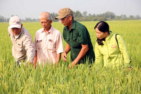 Đầu năm thăm đồng mong mưa thuận gió hòa, mùa màng bội thu. Ảnh: LÊ SƠN