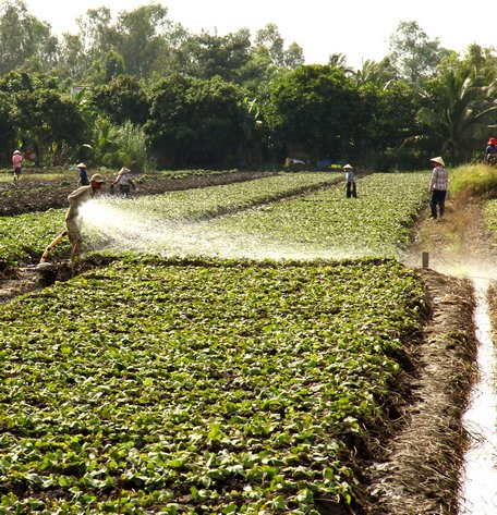 Nông dân Bình Tân ra đồng khoai. Ảnh: Trần Phước