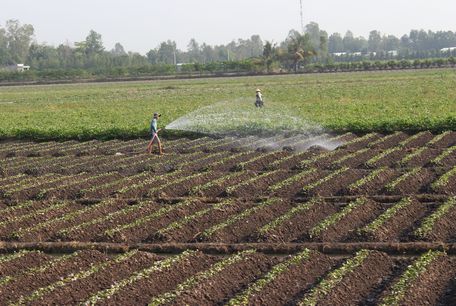 Vừa xong vụ dưa, bà con xã Tân Hưng đã đưa khoai giống xuống rẫy, chăm chút và hy vọng vào vụ mùa tốt đẹp.