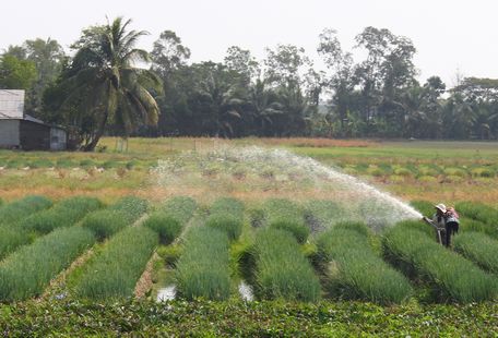 Từ sáng sớm, vùng chuyên canh hành ở xã Tân Bình đã nhộn nhịp tiếng nói cười.