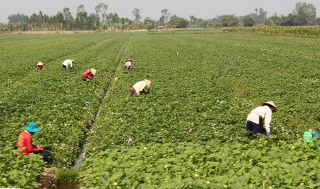 Khoai lang là cây màu chủ lực ở xã Tân Hưng.