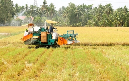 Lúa là một trong nhiều mặt hàng nông sản được giá, trúng mùa.( Ảnh: DƯƠNG THU) 