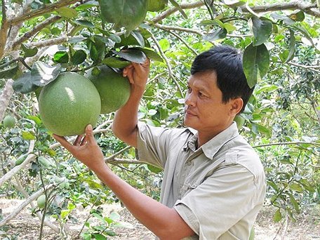 Bưởi da xanh tỉnh Bến Tre được cấp giấy chứng nhận đăng ký chỉ dẫn địa lý.