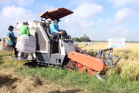 Mô hình cho năng suất 7,5 tấn/ha.