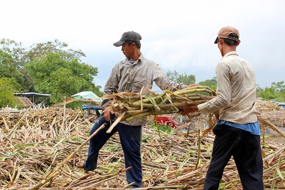 Nông dân trồng mía ở ĐBSCL lo lắng vì giá mía thấp, khó tiêu thụ