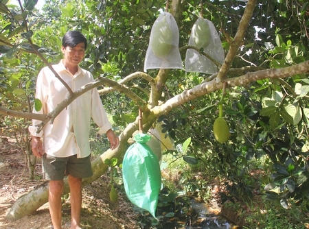 Tham quan vườn mít siêu sớm của ông Trần Thành Lộc có diện tích 16.000m2.