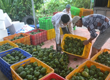 Quy hoạch dựa vào thế mạnh từng vùng, nhất là phát triển công nghiệp chế biến hàng nông sản.