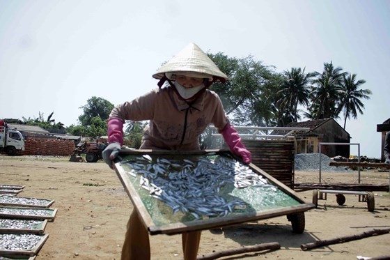 Hàng trăm vỉ cá được phơi khô mỗi ngày. Ảnh: NGUYỄN TRANG