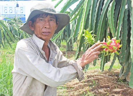 Xã Đông Bình đang bước đầu hình thành mô hình liên kết sản xuất sản phẩm chủ lực là mận xanh đường và thanh long ruột đỏ.