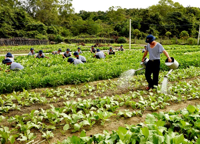 Tăng gia sản xuất cung cấp nguồn rau xanh cho cán bộ, chiến sĩ vùng biển đảo