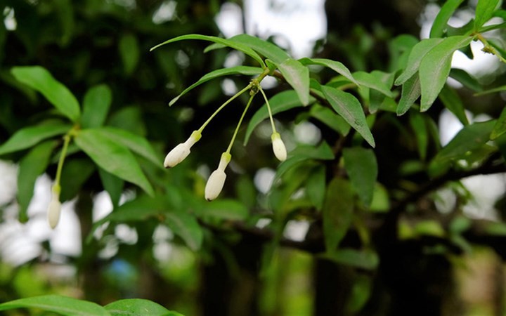 Mai chiếu thủy thường hay mọc tại các khu đầm, ao, những nơi gần nước. Chúng ra hoa màu trắng, kết thành chùm, có mùi thơm rất dễ chịu. Vì hoa mai hướng xuống nước, xuống đất vì thế chúng được gọi là mai chiếu thủy (hay chiếu thổ)./.