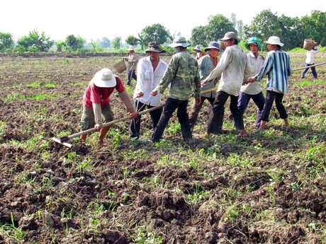 Bình Tân phấn đấu ổn định diện tích khoai lang mỗi năm từ 10.500- 11.000ha.